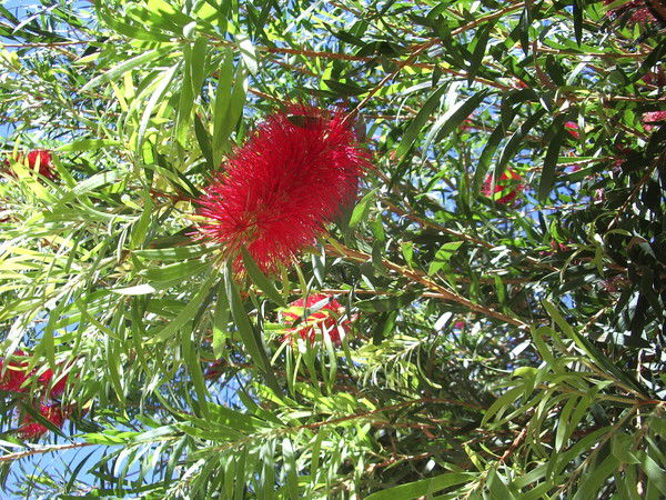 Надежда Бек