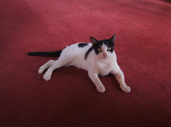 Ольга Курашкина