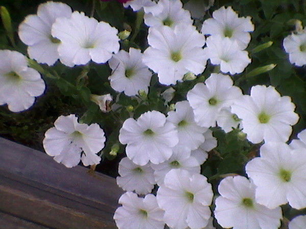 Вера Сафонихина