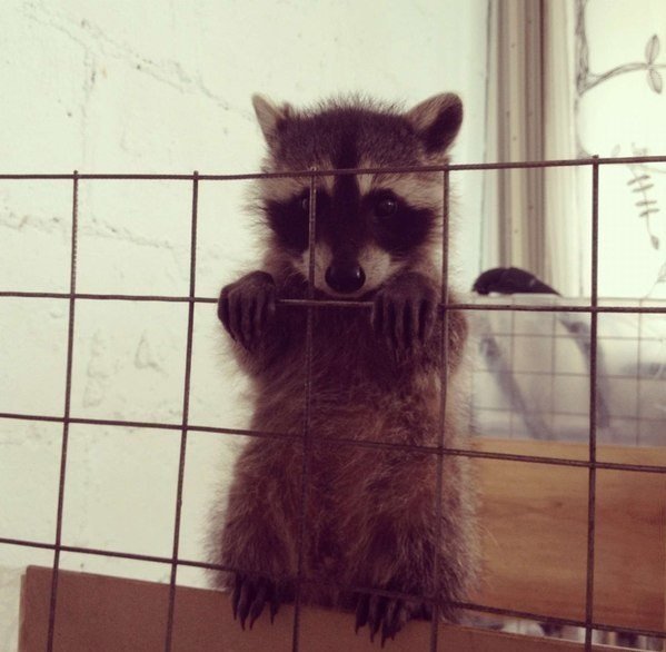 Анна Вербицкая