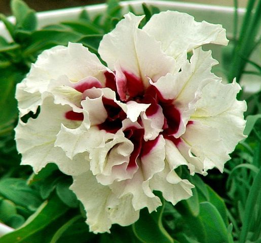 Светлана Лаврищева