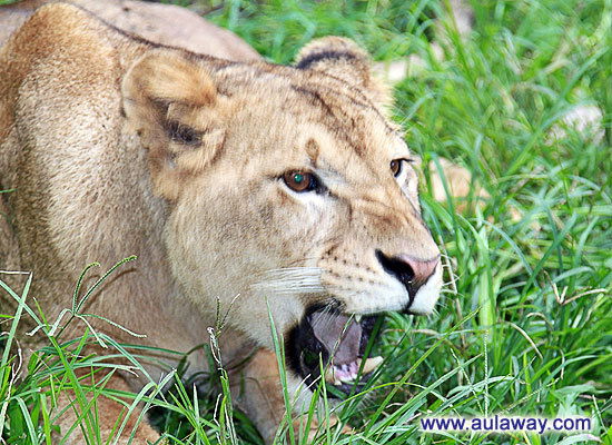 Гаухар Насырова