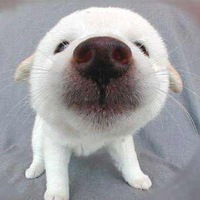 Лесина Ольга