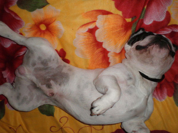 Владимир Гайдей