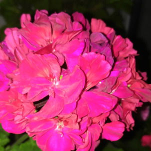 Фирдания Дардымова