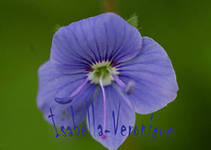 Вера Ворончихина