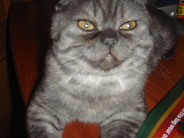 Юлия Прокопенко