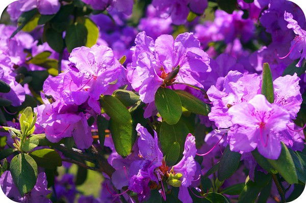 Наталья Решетникова