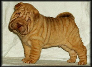 Михаил Федоренко