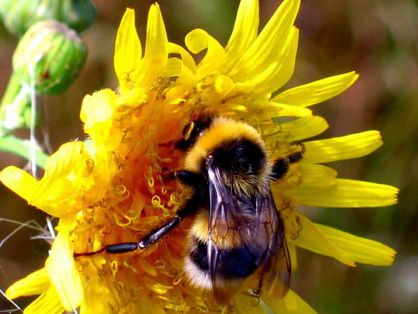 Олег Шмелёв