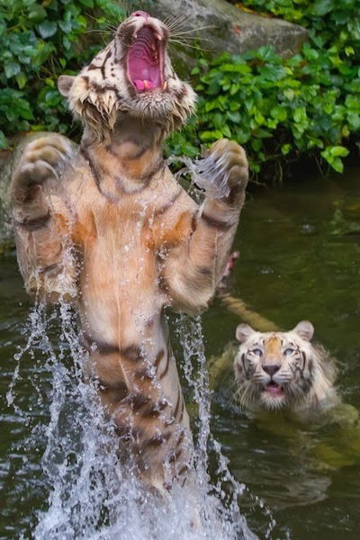 Василий Сапрыкин