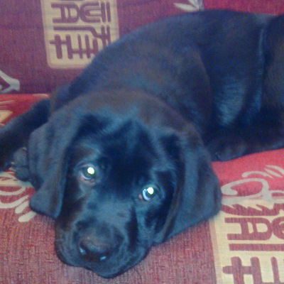 Софа Тимашева