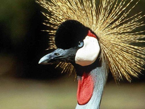 Ольга Позднякова