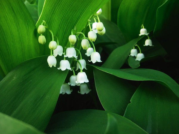 Татьяна Пахомова