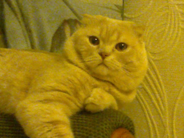 Arsen Aristangaliyev