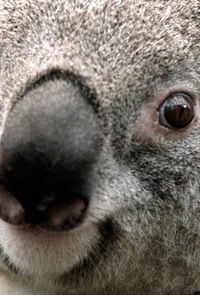 Василий Петров