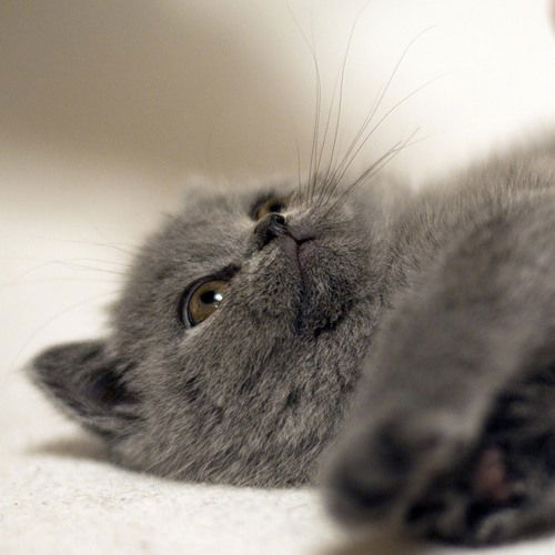 Галия Губайдулова