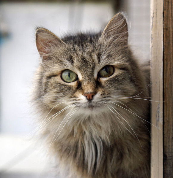 Алевтина Аверкина