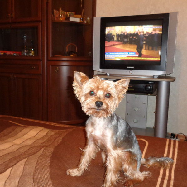 Артём Гришин