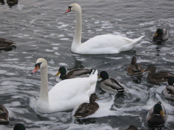 Елена Журавлева