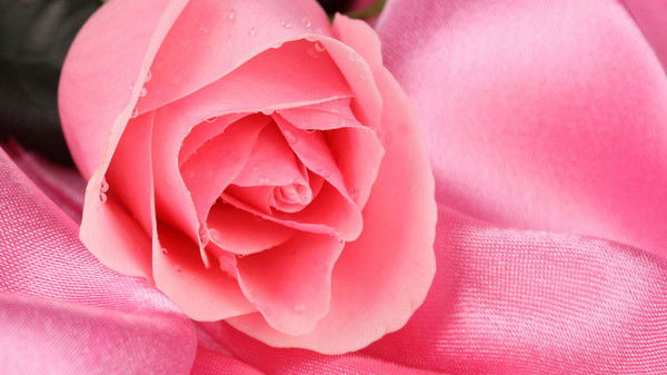 Елена Вершкова