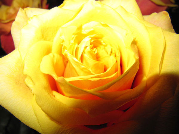 Юлия Острецова