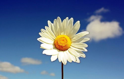 Елена Синёва