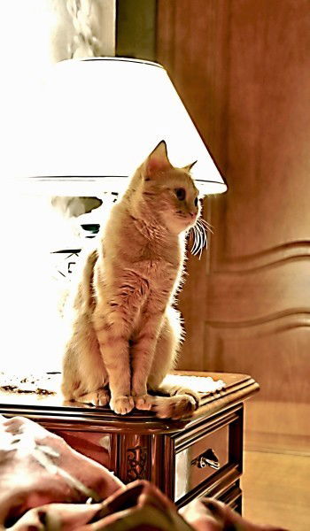 Кот Просто Кот