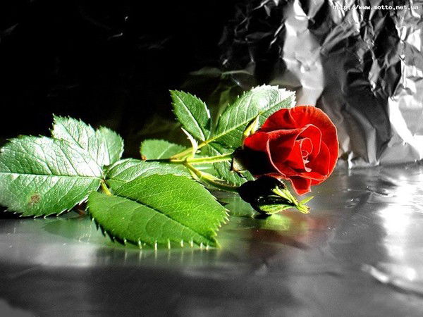 Света Нурбаева