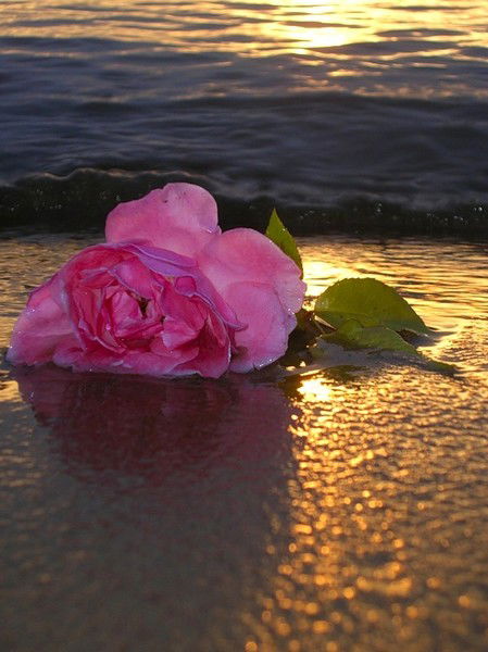 Дарья Евдокимова