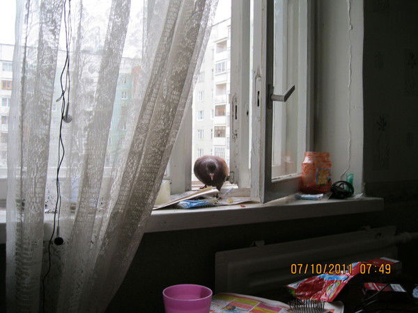 Андрей Цыпич