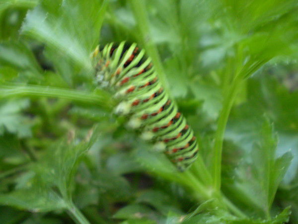 Ирина Грищенко