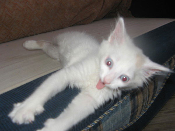 Настя Кошечка Лозинская