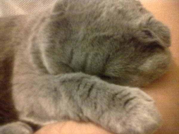 Надежда Швеммер