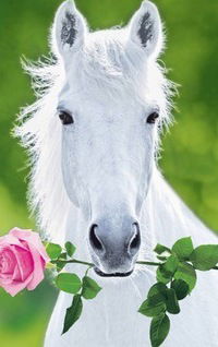 Алина Андреева