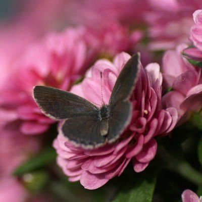 Светлана Седова