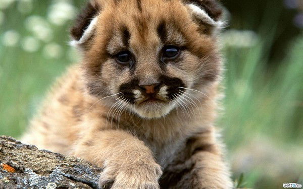 Максим Габов