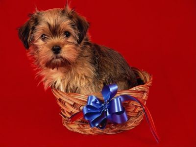 Юлия Галицкая