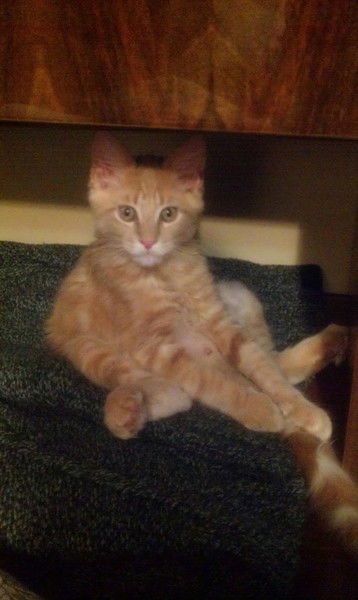 Рыжик Рыжий