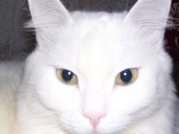 Алексей Штефан