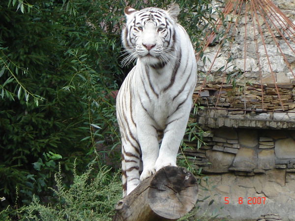 Костя Прокопчук