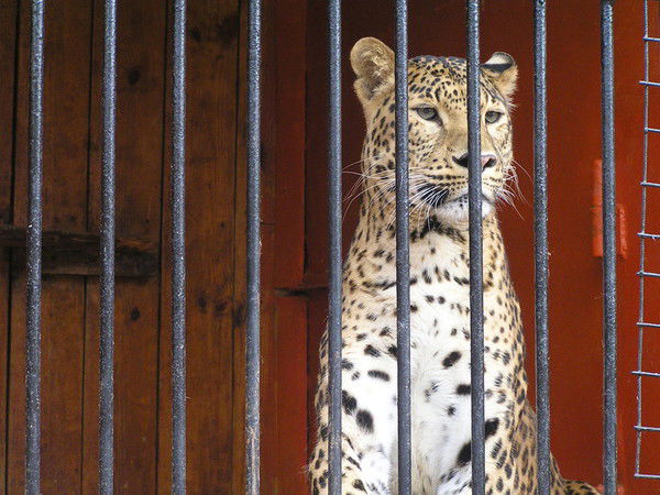 Cергей Петров