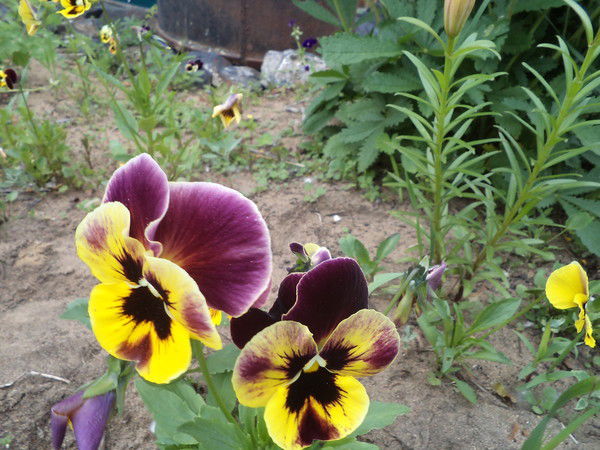 Маргарита Козлова