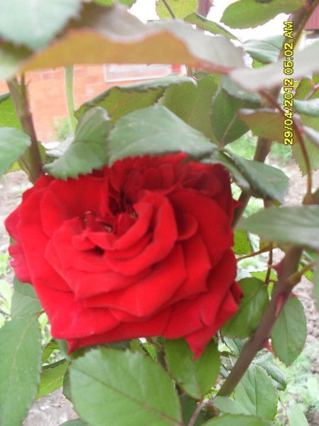 Марина Асланова