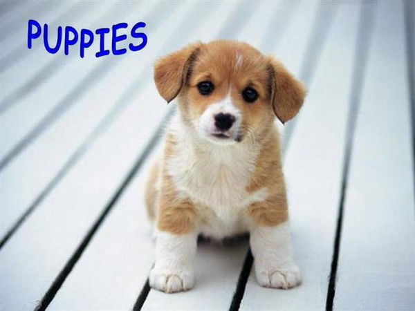 Киска Старчеус