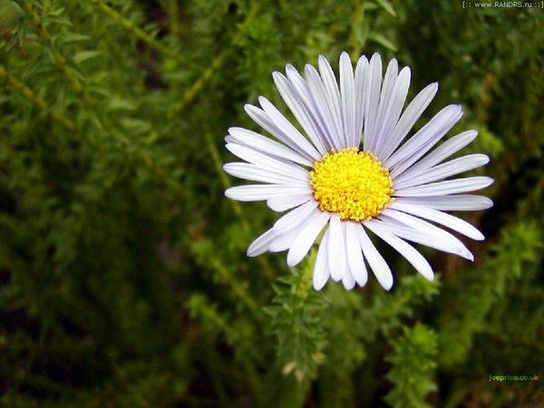 Людмила Ефремова