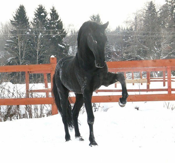 Адэлаид Борн