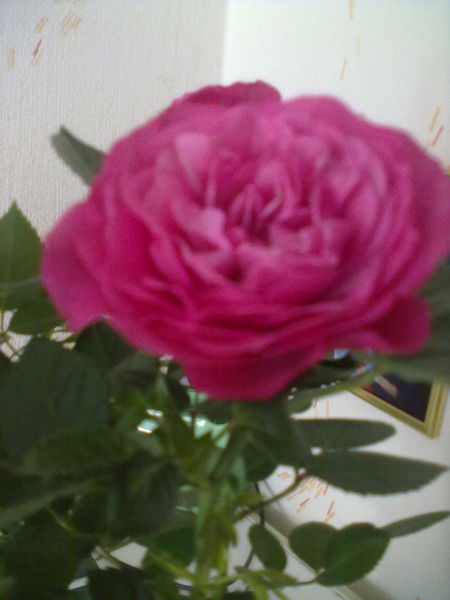 Ринат Шарифуллин