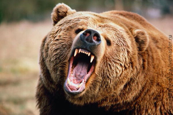 Алексей Сурукуков