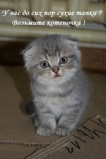 Наталья Простякова